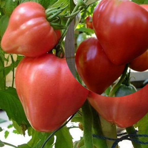 Solanum lycopersicum 'Orlinoe Serdse' - Harilik tomat 'Orlinoe Serdse' P9/0,55L
